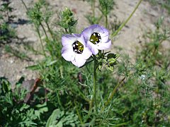 gilia tricolor